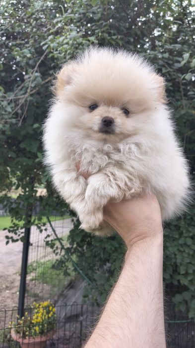 Szpic miniaturowy pomeranian