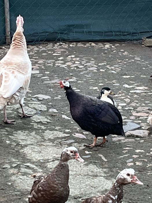 Kogut perliczki czarny