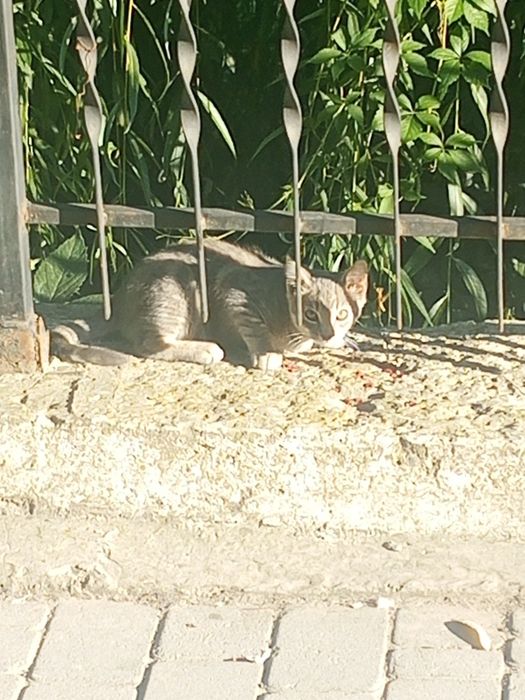 Кошенята шукають домівку