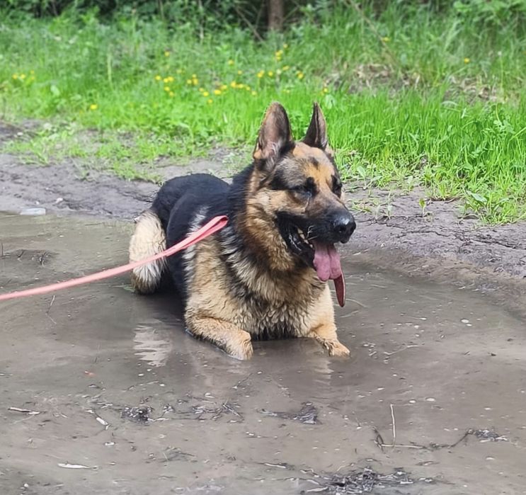 Sułtan w typie owczarka niemieckiego do adopcji