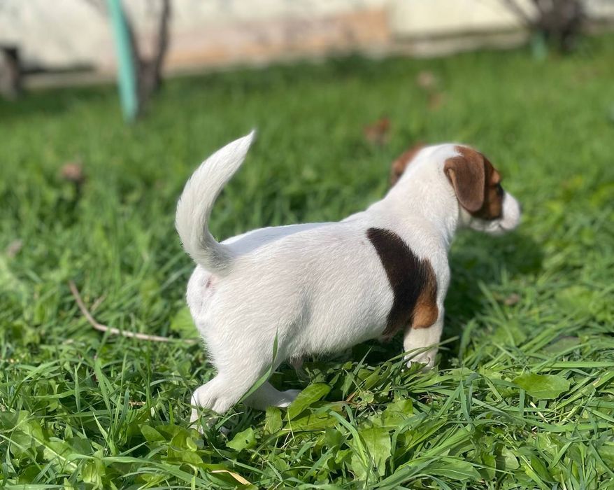 Дівчинка Джек Рассел