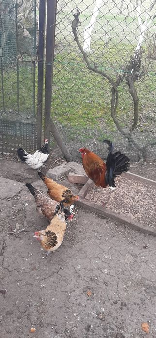 Jajka lęgowe kurki Rajskiej