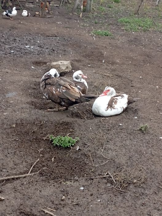 Продам молодих кроликів и  м'ясо кролів