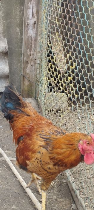 Молодий плодоносний великий голосний півень для Ваших курочок
