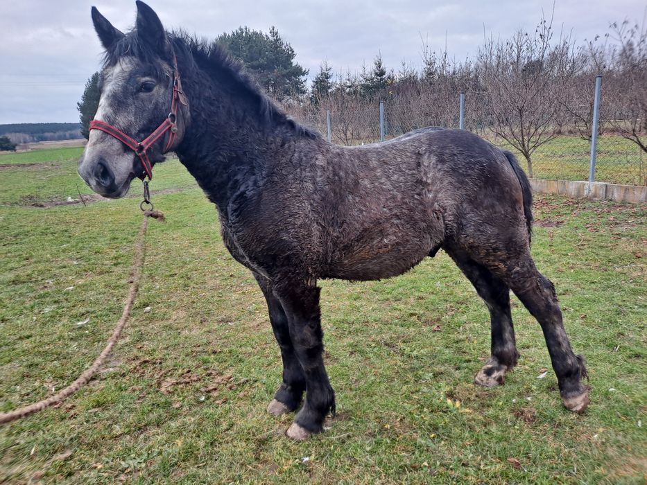 Ogierek zimnokrwisty siwy