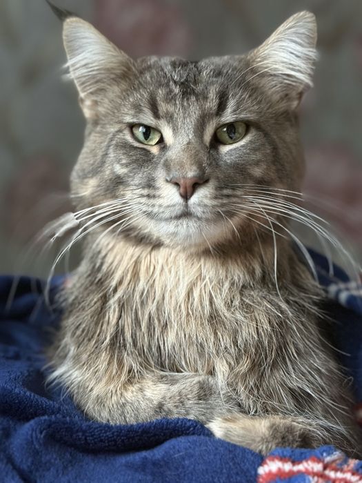 кошенята Мейнкун