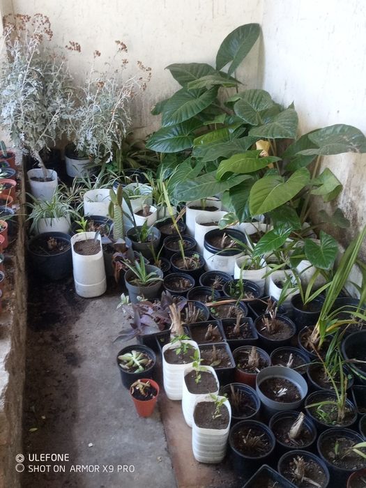 Planta orelha de elefante