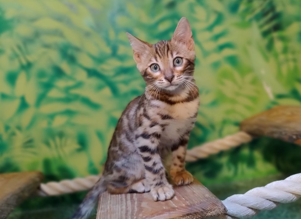 Kot Bengalski kocurek