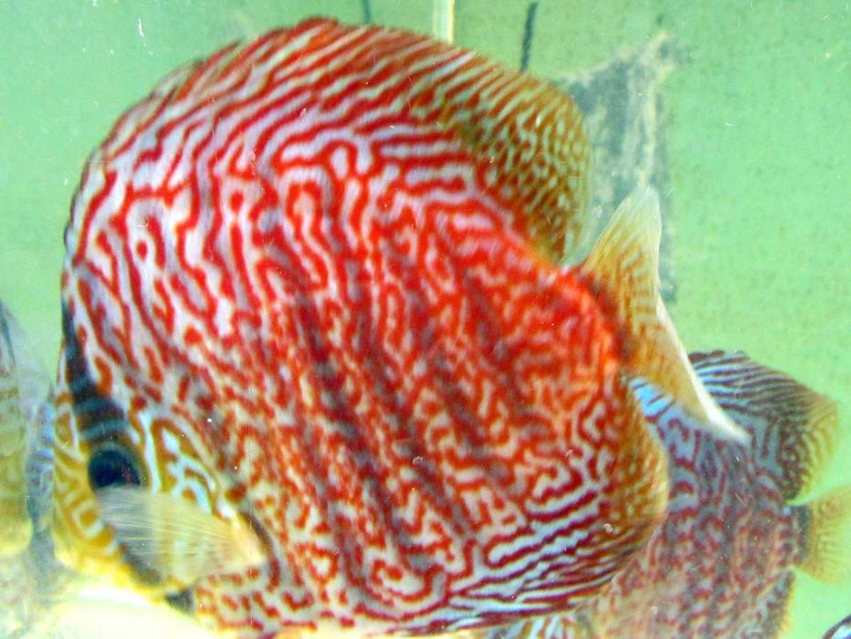 Дискус Кобра, Туркис, Пантера, Leopard от производителя