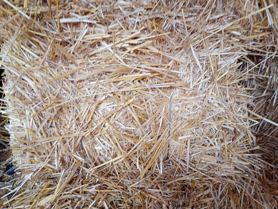 Солома пшенична,  ячмінна  в тюках