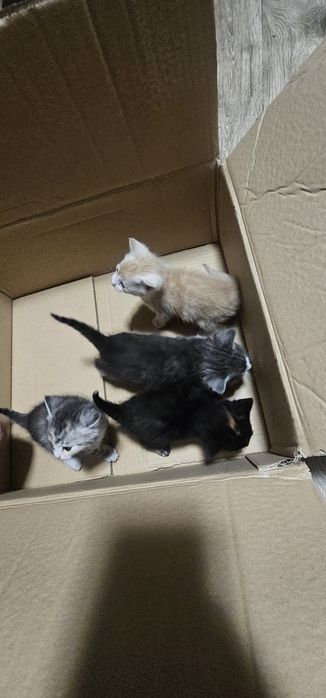 REZERWACJA Kontakt Olx. Oddam koty.