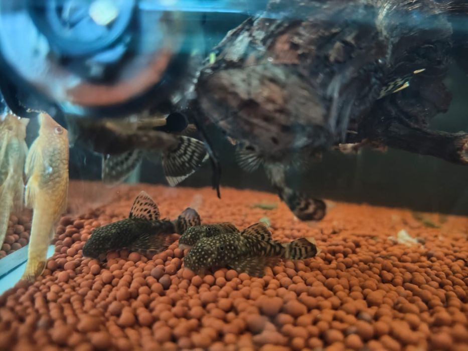 Ancistrus albinos e sp.