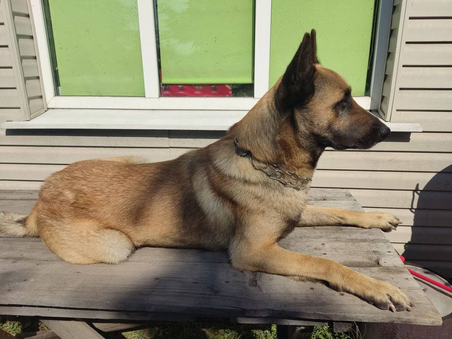 Бельгийская овчарка, малинуа. Вязка!