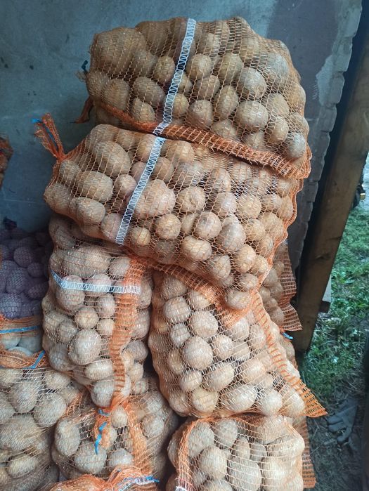 Sprzedam    ziemniaki vineta tajfun melody soraya