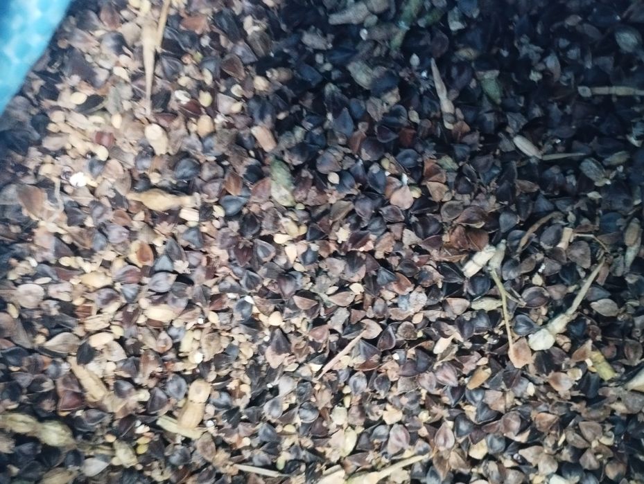 Gryka tatarka do siewu na poplon itp