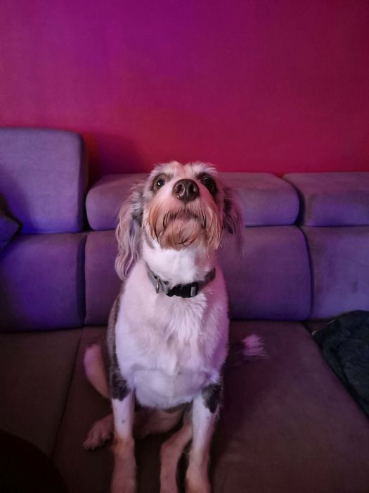 Felek i Coko szukają domku