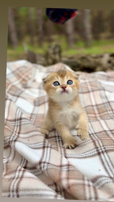 Гарнюні шотландські кошенята висловушки золота шиншила оо