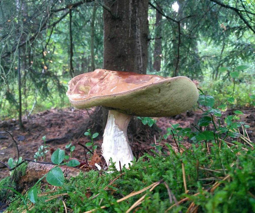 Grzyby świeże, borowiki, prawdziwki, podgrzybki, kozaki, kanie