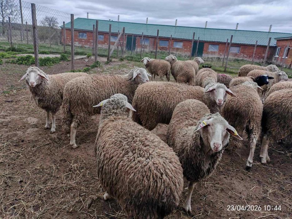 Мериноландшаф ЖИТОМИР Вівці Баран Вівцематки Овцы