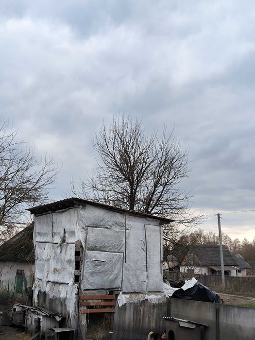 Продам сіно люцернове або вівсяне або різнотрав'я Насипом.