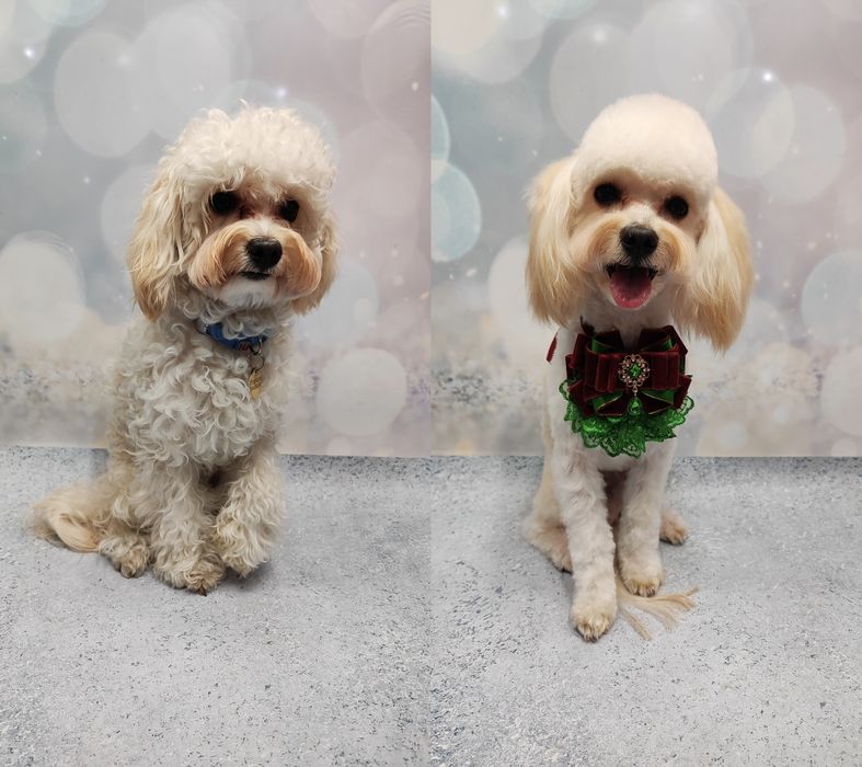 Работаю и без света!!! Стрижки котов и собак, чистка зубов ультразвуко