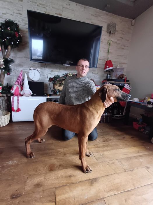 Rhodesian Ridgeback ZKwP FCI Piękna suczka ŚLĄSK CENA CAŁKOWITA