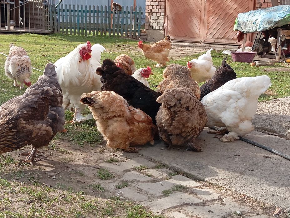 Кури домашні молоді