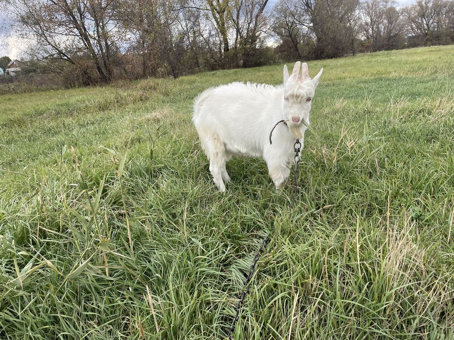 Продам козу и козлика