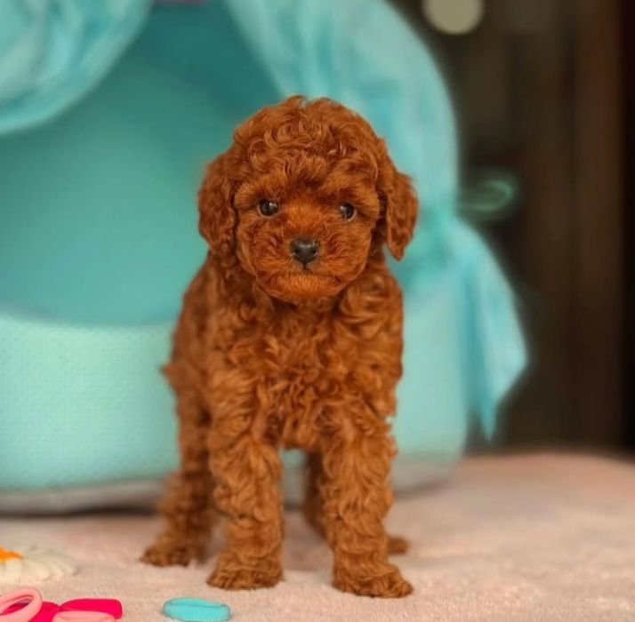 Шикарний Хлопчик той пуделЬ   Ред Браун