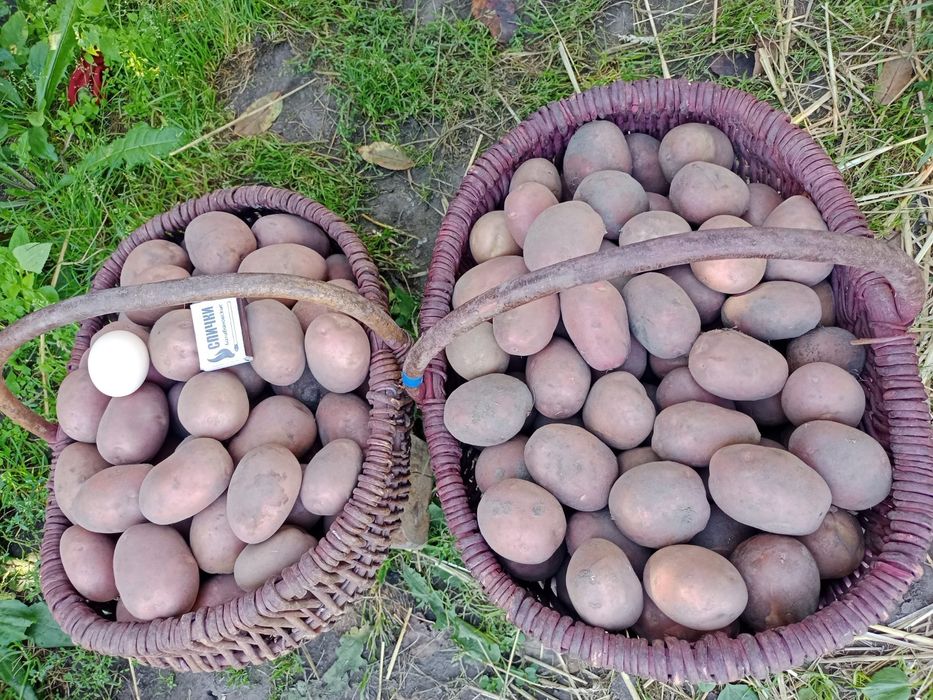 Картопля для садіння.