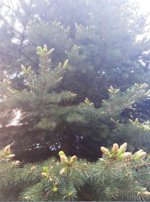 Ялина зелена, колюча, 7 метрів, біля Львова