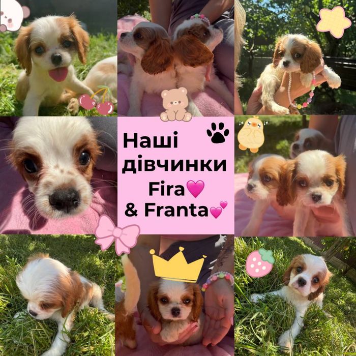 Калєр Кінг Чарльз Спаніель