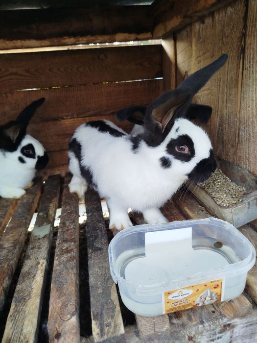 Кролик строкач жива вага