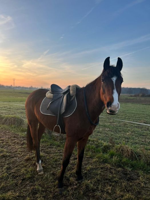 Na sprzedaż klacz wielkopolska, 5 lat