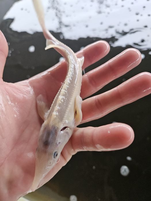 Jesiotr Narybek Jesiotra 30 cm