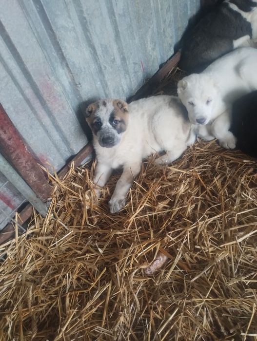 Owczarek środkowoazjatycki