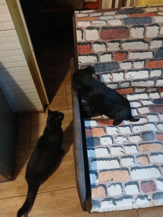 Kochany piesek oddam w dobre rece