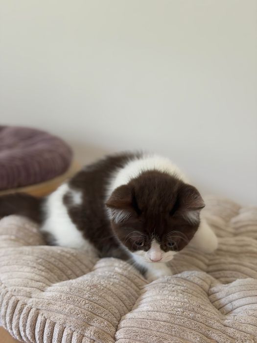 Fêmea British Shorthair com LOP