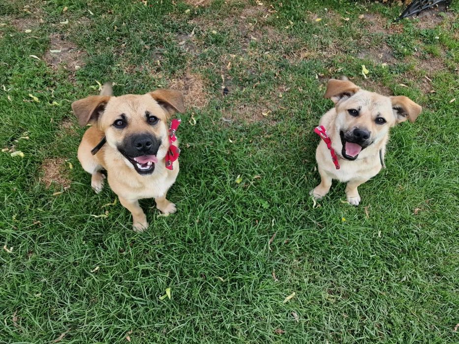 Friko i Koko do adopcji