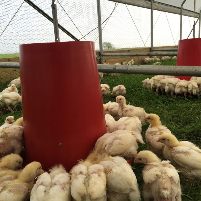 Инкубационное яйцо бройлер Кооб500(молодка)