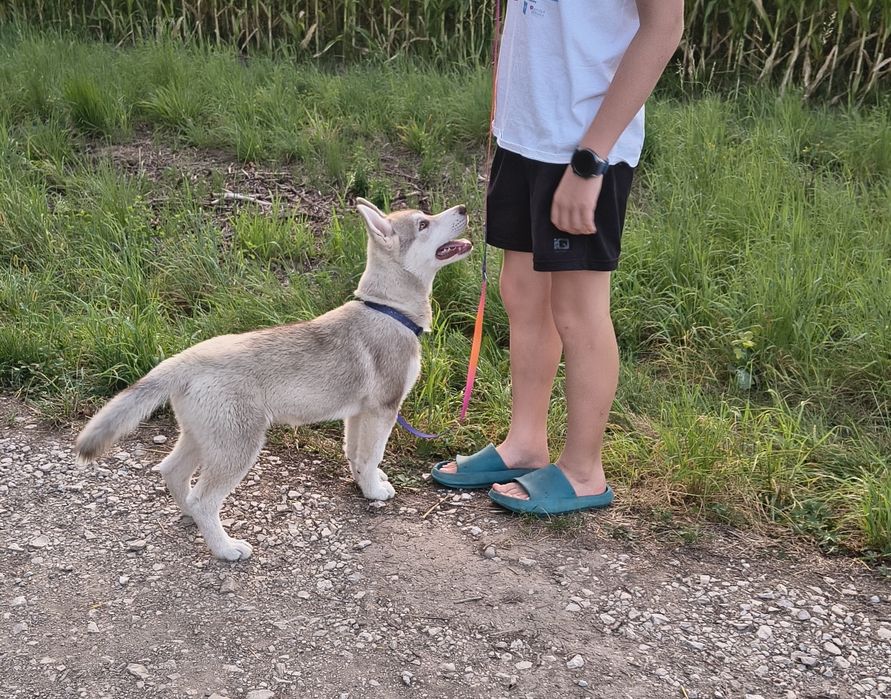 Szczeniak Siberian Husky, suczka z metryką ZKwP