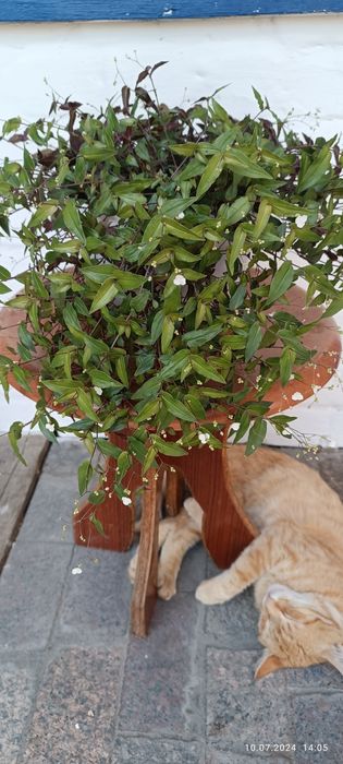 Украина, Раденск, интимдік