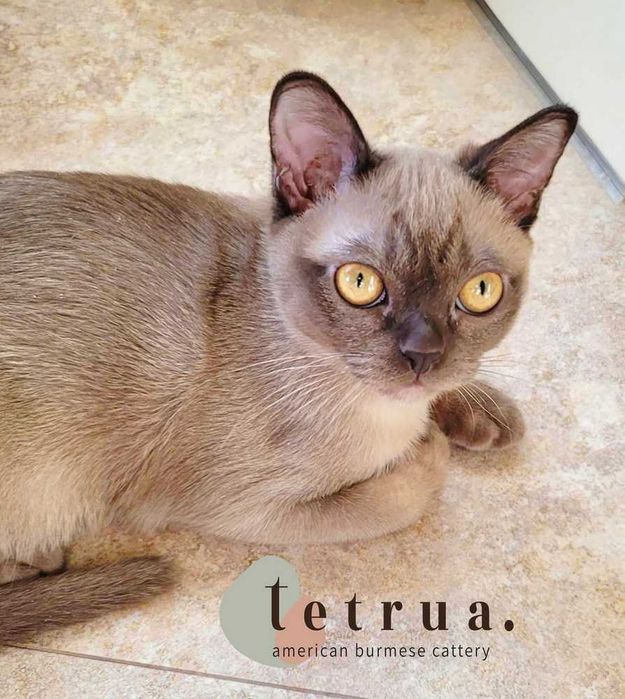 Очень коммуникабельный мальчик американской бурмы!