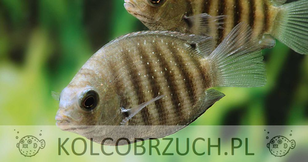 Żółtaczek cejloński - Etroplus suratensis - dowóz, wysyłka