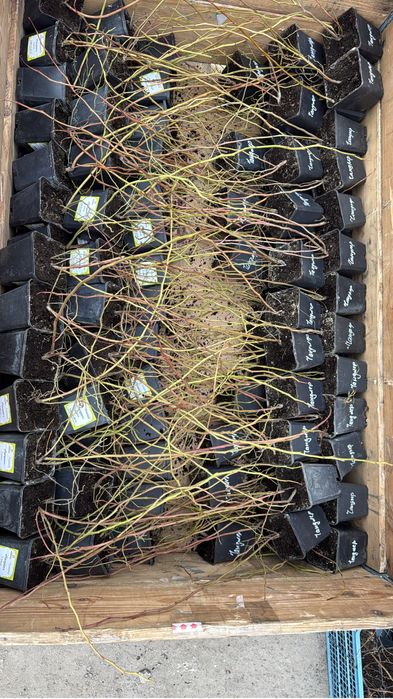 Розпродаж ! Саджанці лохини ! 2 роки ! Ін-вітро !