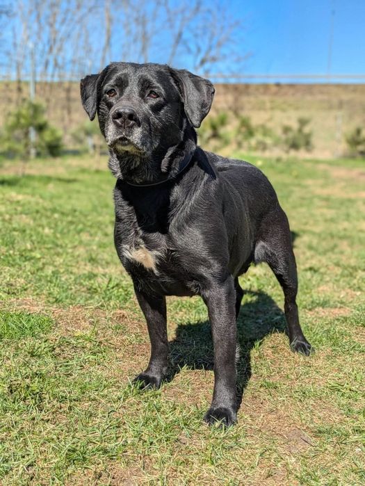 Syriusz - czarny Labrador do adopcji!