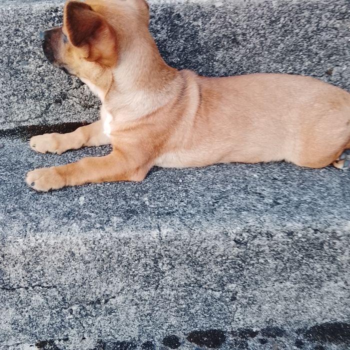 Cães para adoção