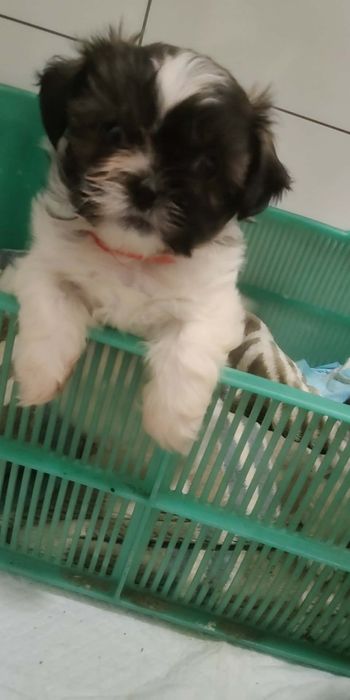 Oddam szczeniaka shihtzu