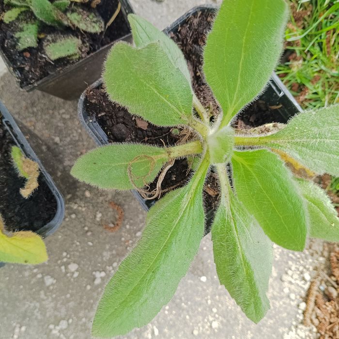 17. Sadzonki rudbekii