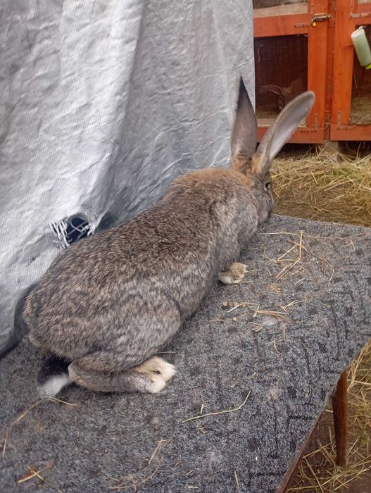Sprzedam samicę olbrzyma belgijskiego szarego